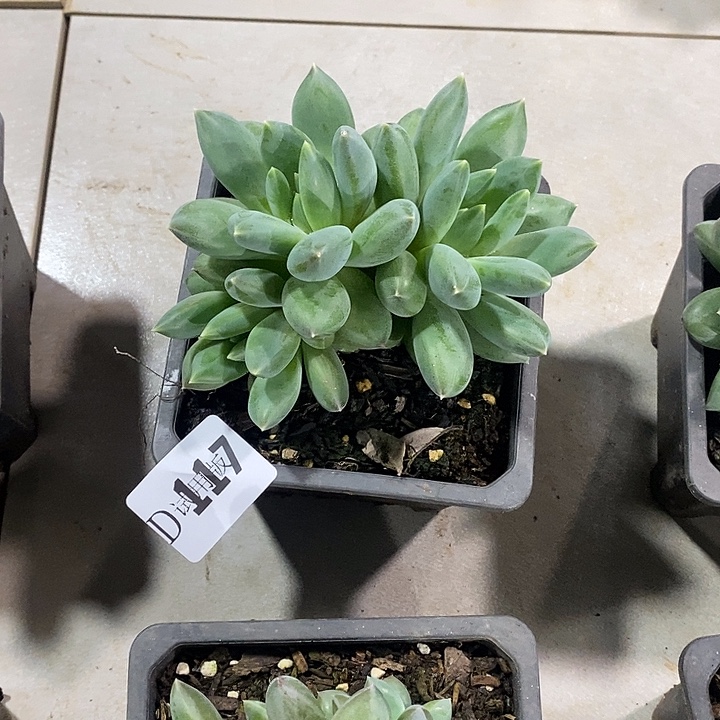 小***风117重楼多肉植物多肉