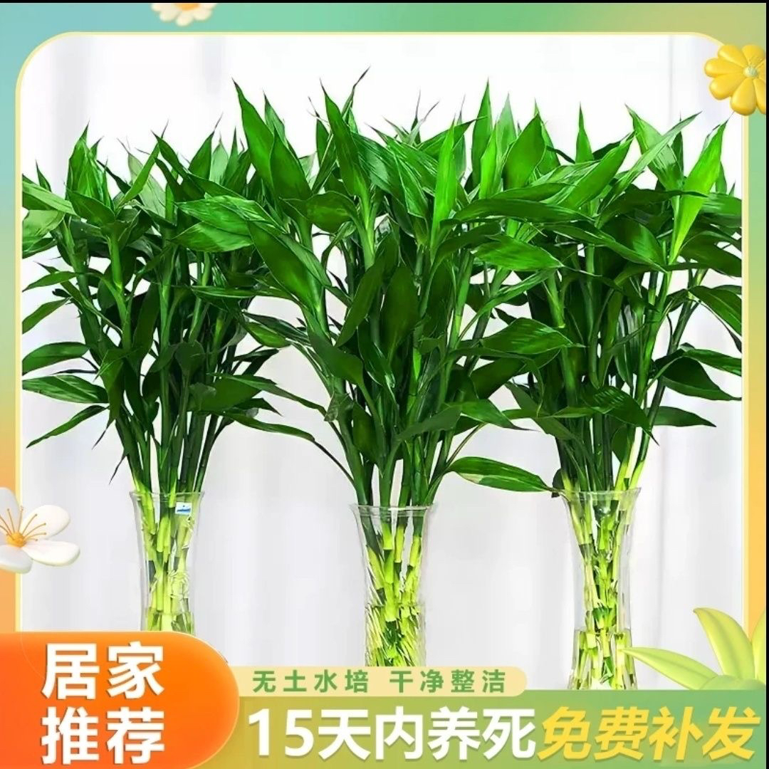 富贵竹水培植物室内客厅转运竹龙竹观音竹办公室桌面绿植四季盆栽