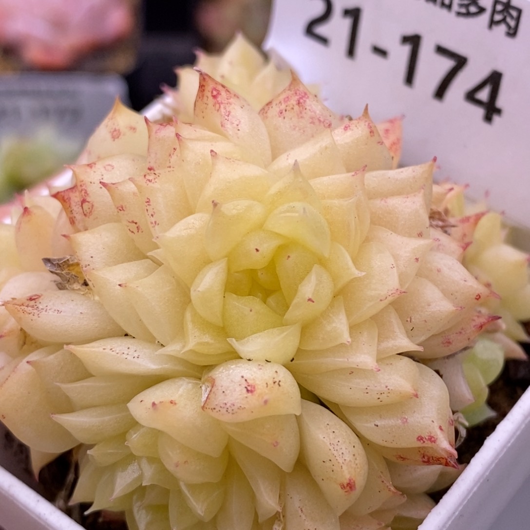 【闪购商品】21-174