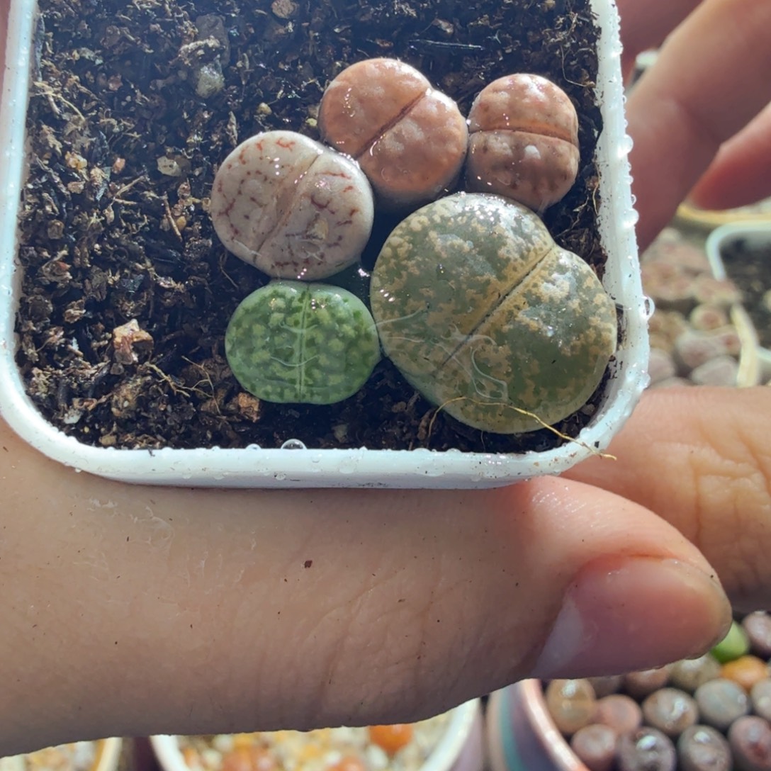 多肉植物的生长发育与生长840