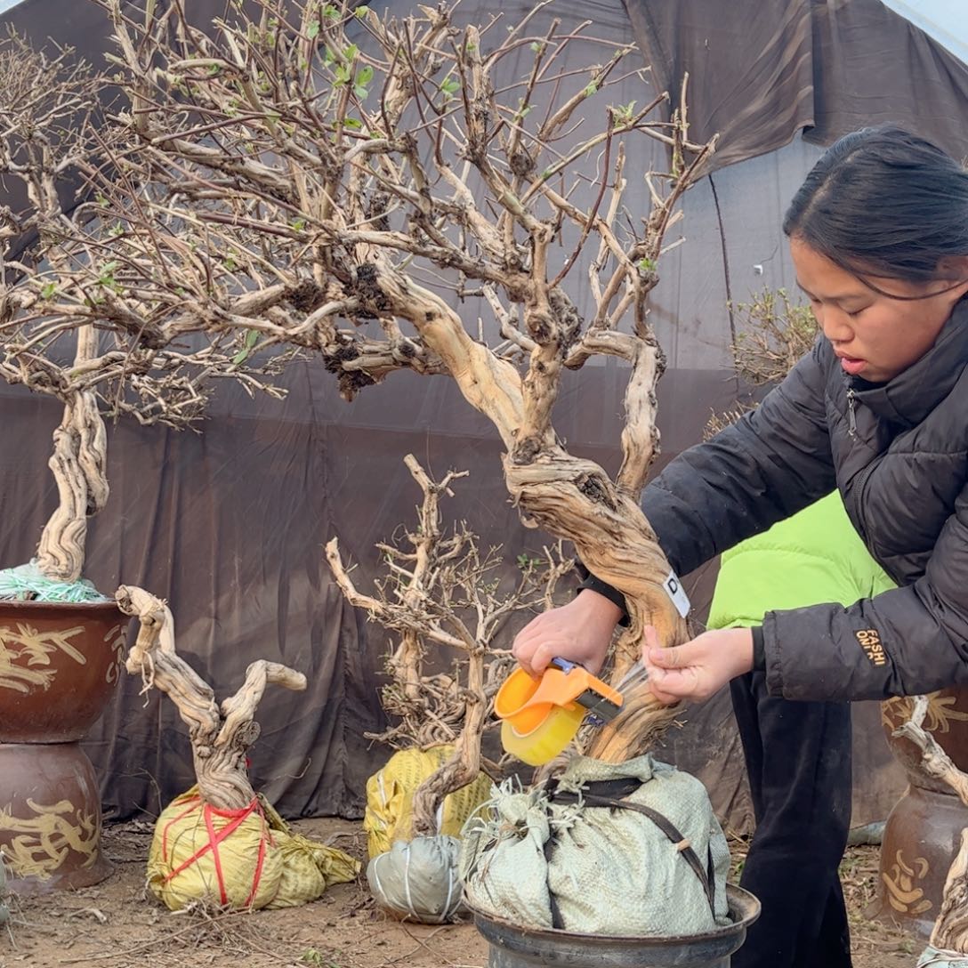 叶***少全部花朵金银花888888