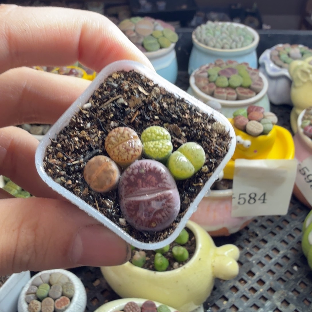 多肉葡萄的味道真的是603