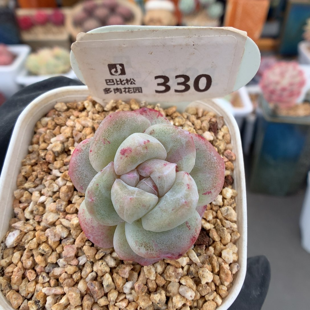 330 冰玉石化多肉
