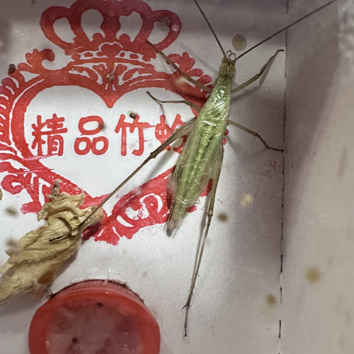 纯野生长白山紫竹蛉