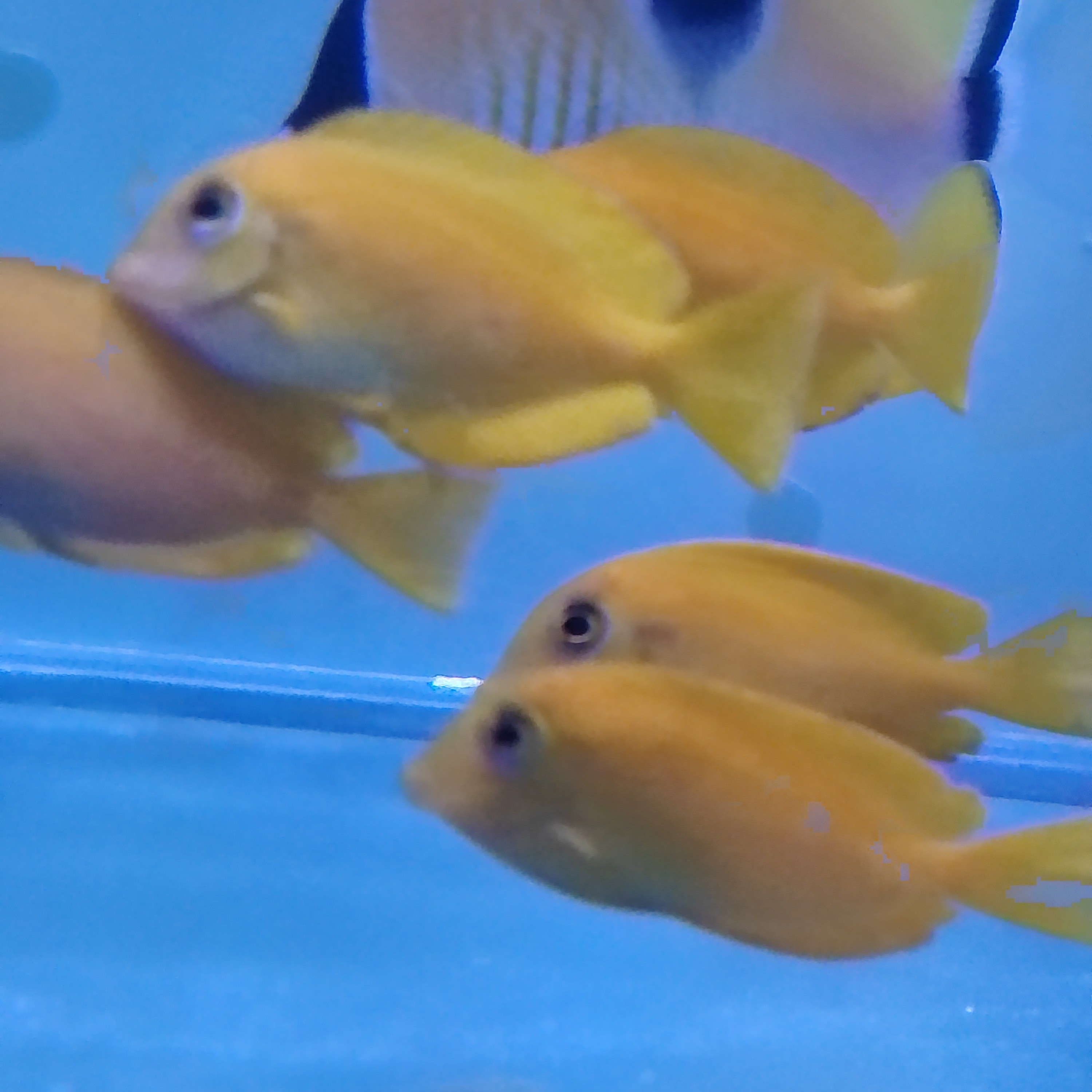 小黄一字吊4-6cm定水秒颗粒