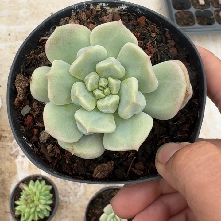 超奶 单头  一物一拍