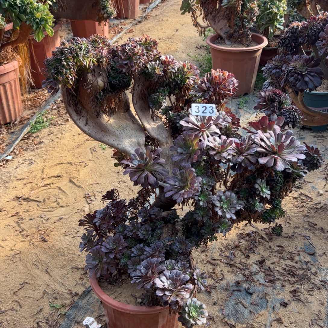 铜壶有伤323啦啦啦