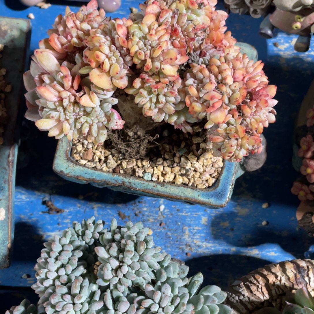 豆总精品多肉植物123456