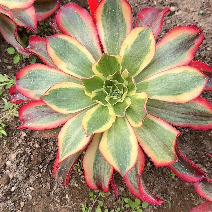 3-1929魅影多肉法师