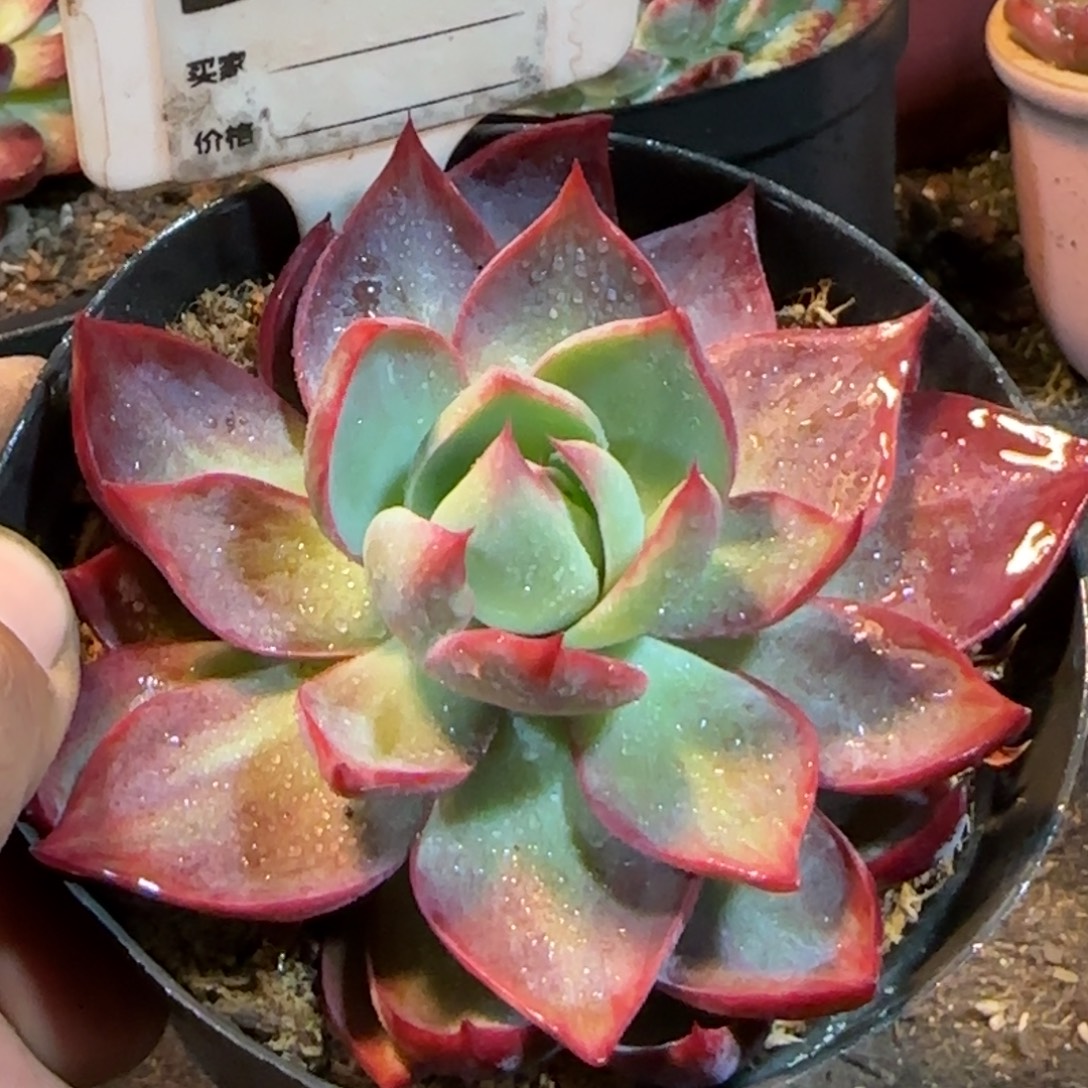 惊鸿一物一拍包装收缩花旱812