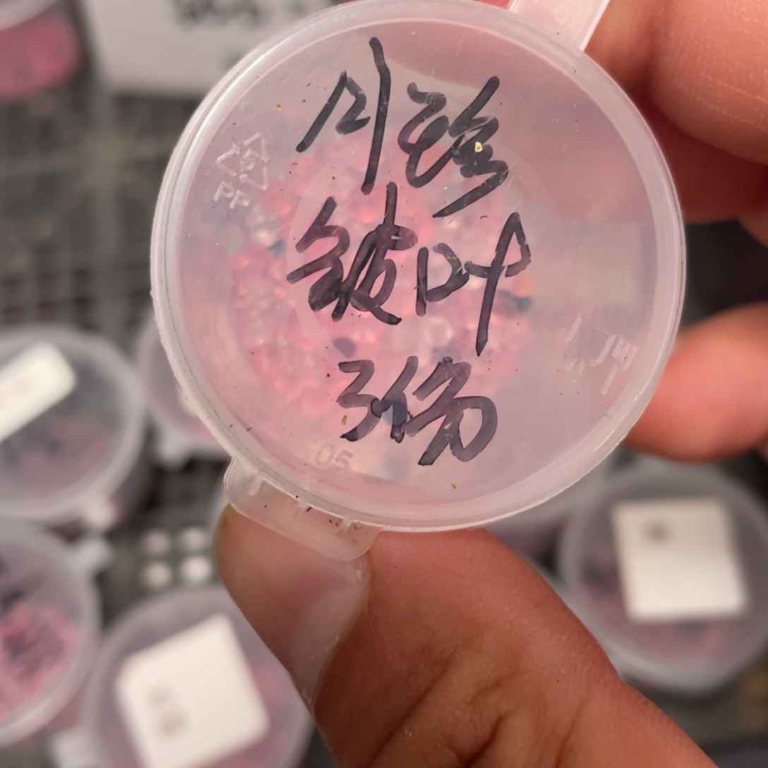 月珍x皱叶种子20粒