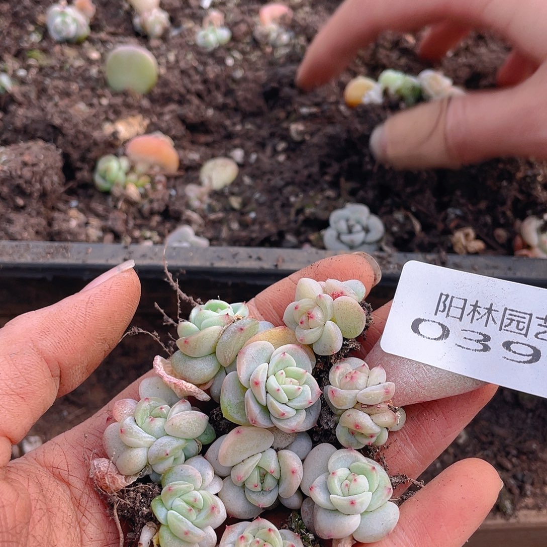 多肉植物多肉植物393