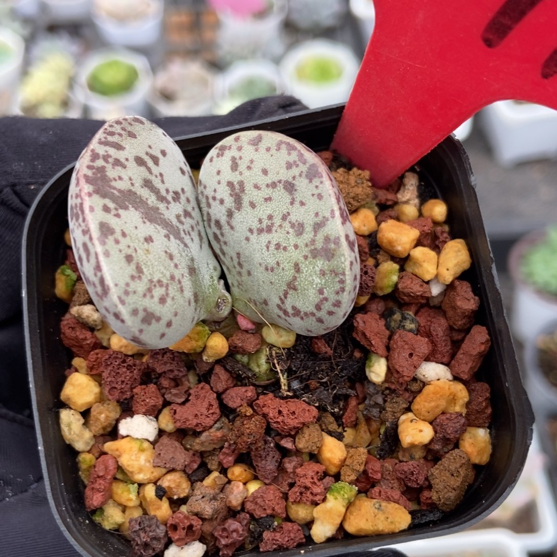 3071花蛋多肉植物