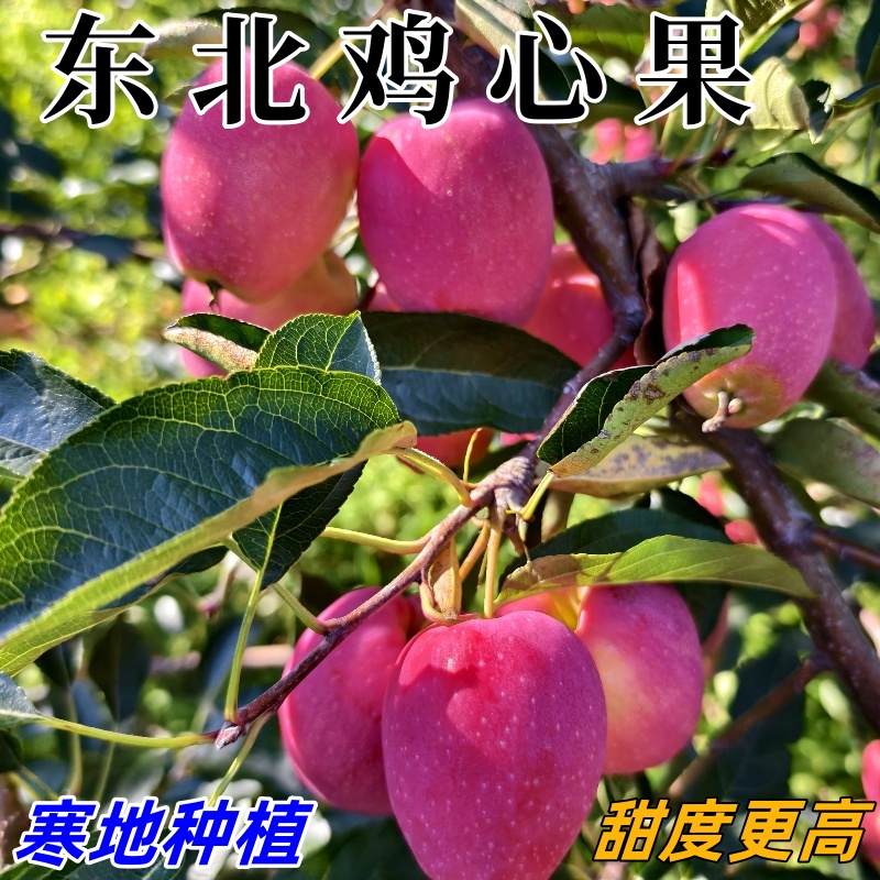 东北应季现摘现发鸡心果锦绣海棠果特产沙果小苹果水果孕妇产地