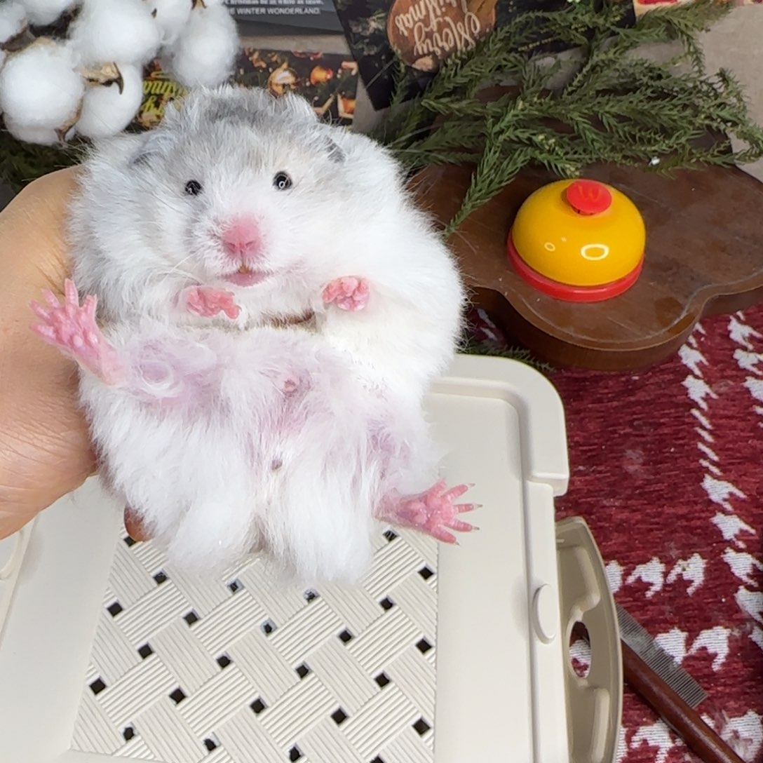 黑波弟弟11.08生日