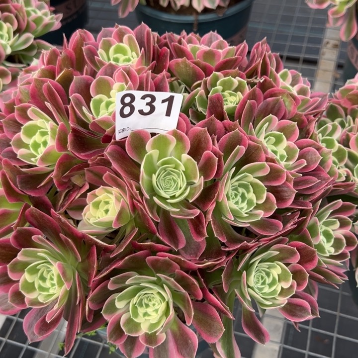 831白凤25厘米左右