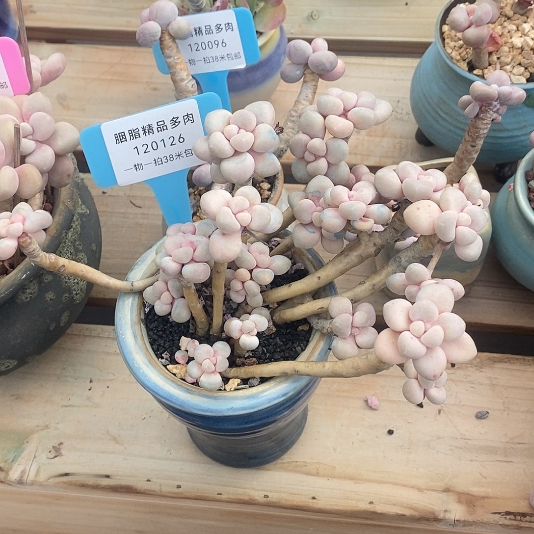 120126太磨叽了嗯啦有用