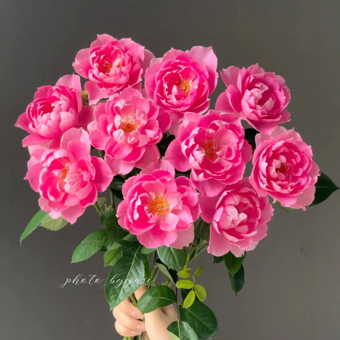 【花物语】酒醉蝴蝶 任拍三单及以上包顺空鲜切花10支装%20不售后