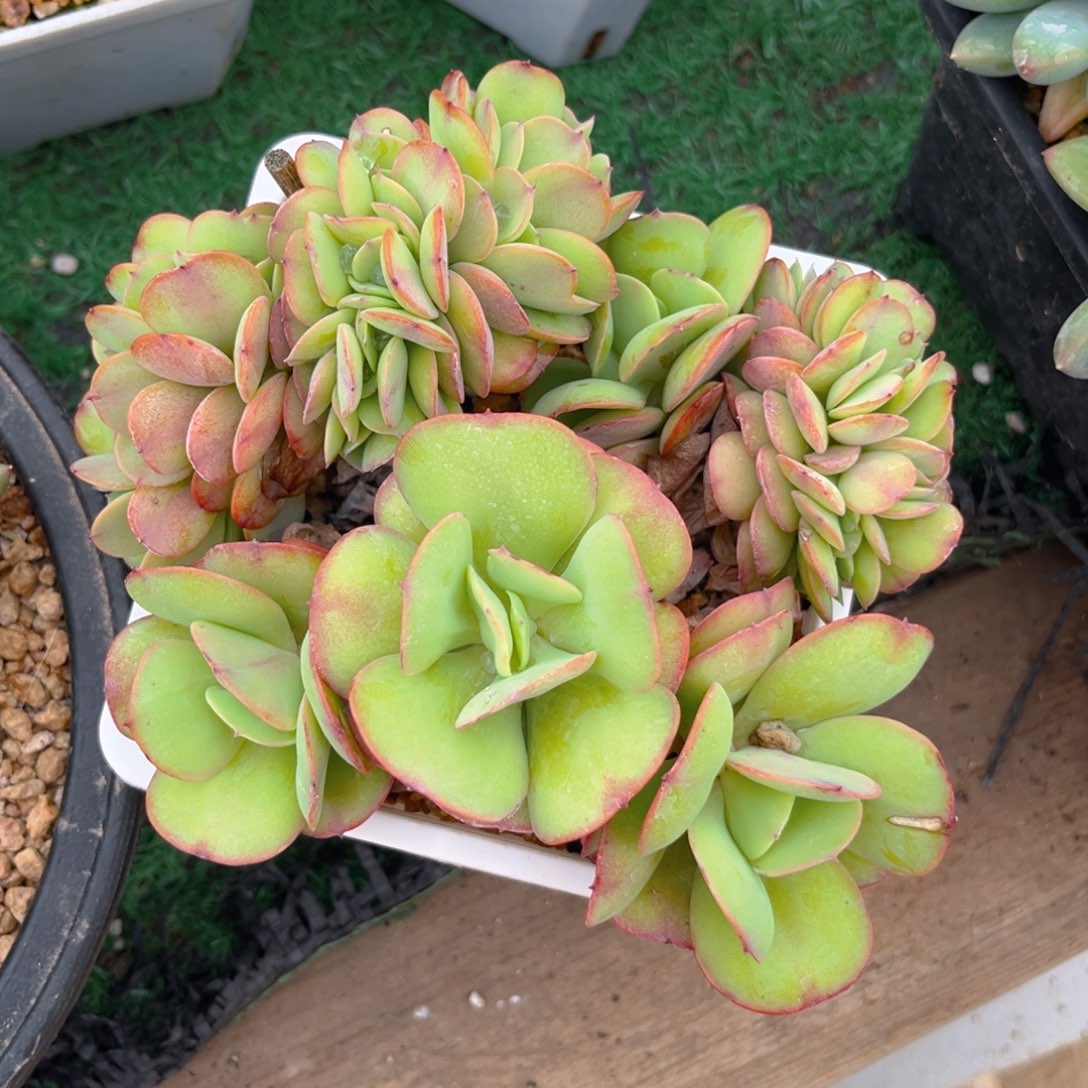 鸡蛋碧桃缀5888888888888