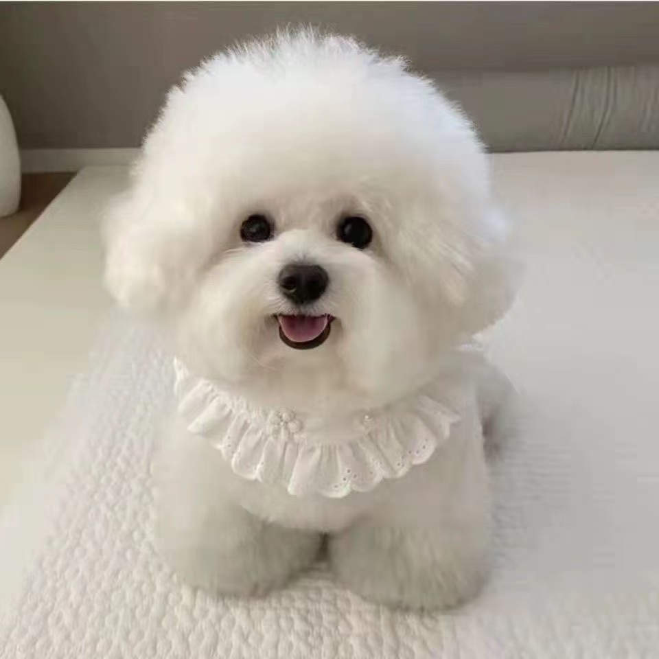 狗狗活体比熊博美泰迪精品小体茶杯犬家养长不大狗狗活体