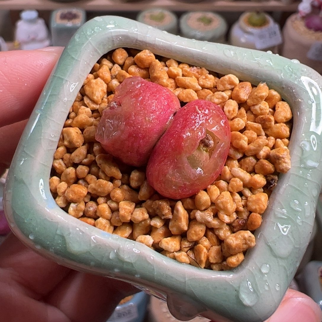 多肉植物220号疑似水蜜桃