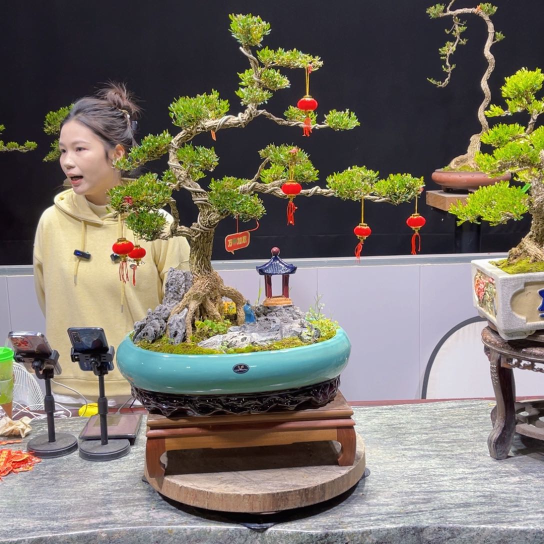 四季常青老桩黄杨盆景明***彩