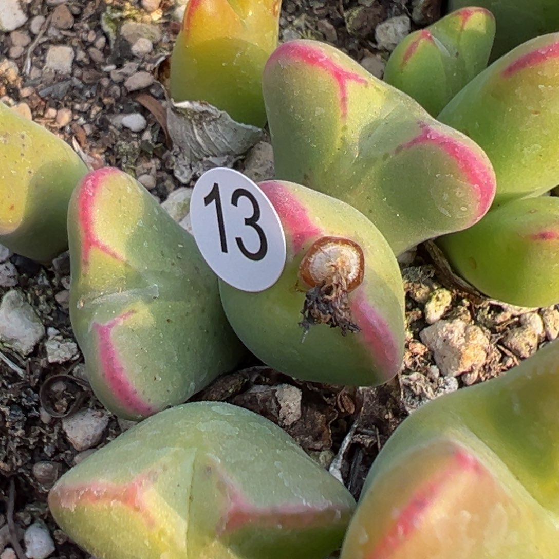 多肉植物111111111111111111