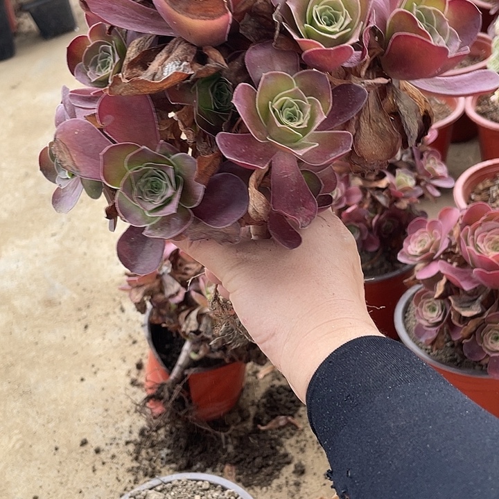 330魅金玫瑰多肉植物法师