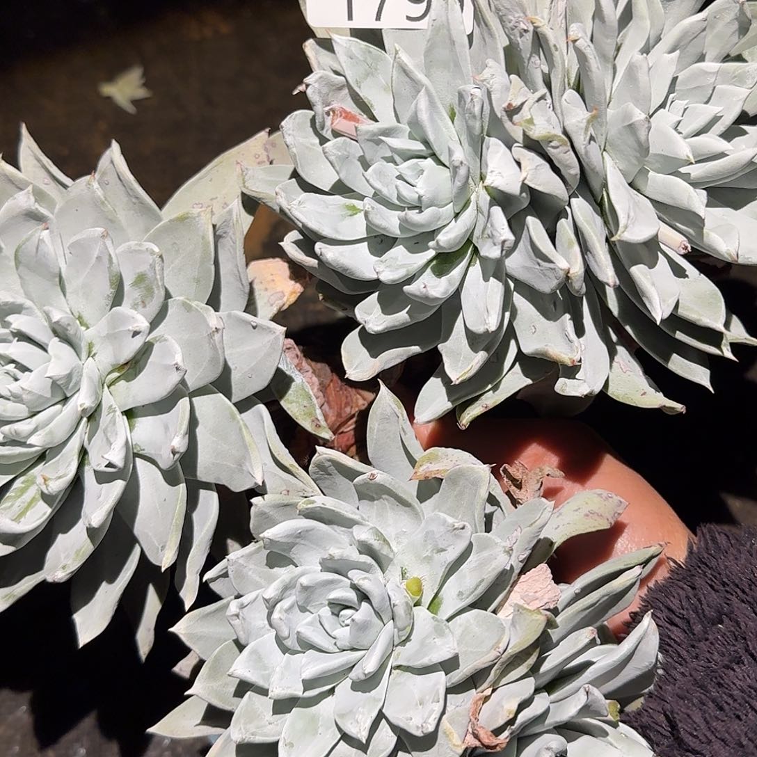 雨***相3代赛伊克仙女杯多肉福利瑕疵