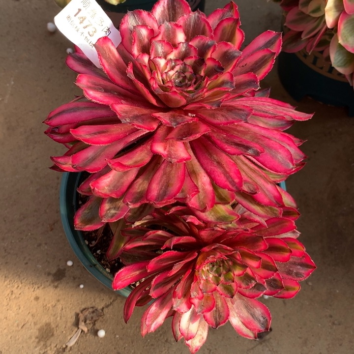 1473紫童多肉植物