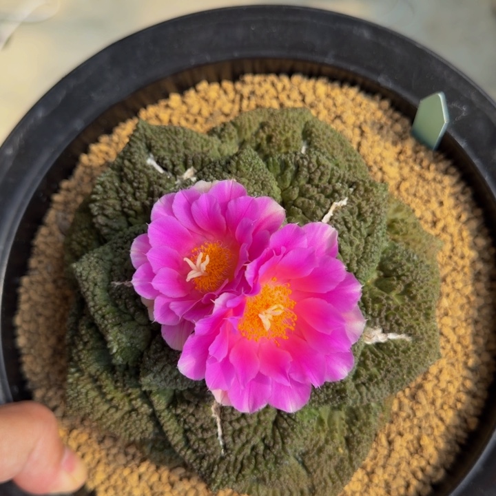 哥斯拉的美不用多说