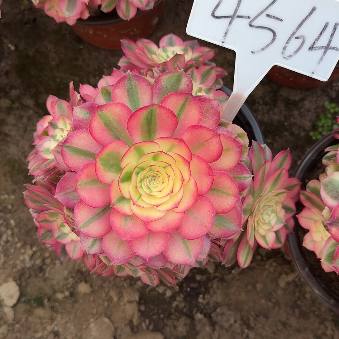 4564倾城多肉法师多肉