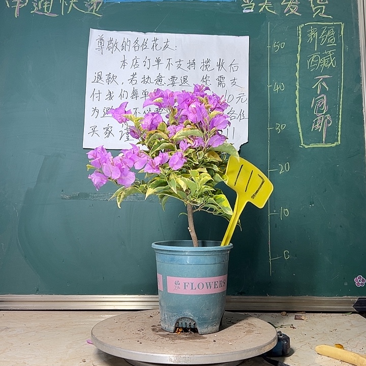 当前无花栽培后可以开花 金边浅紫  117
