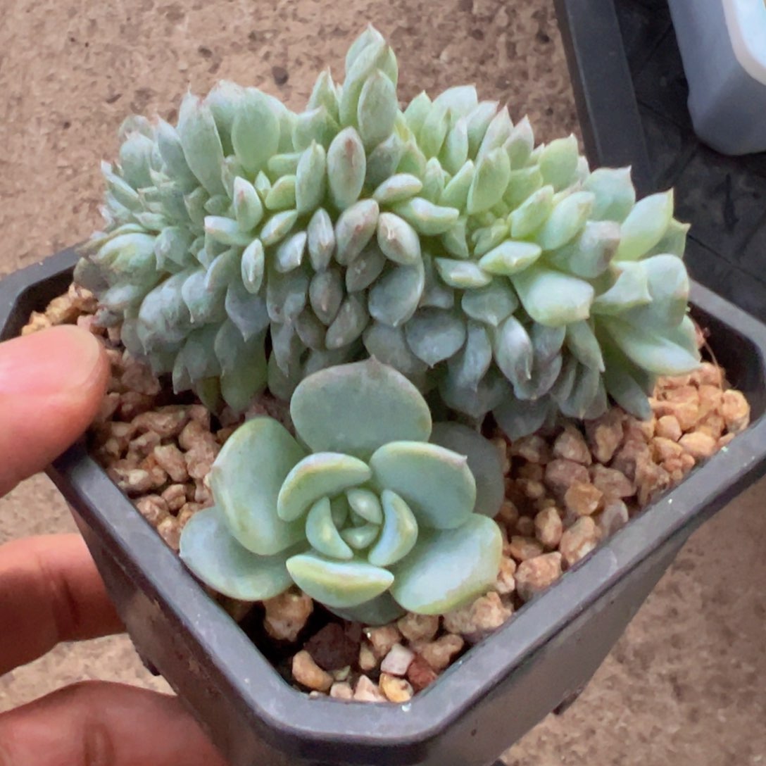 ， 新年快乐 新年快乐