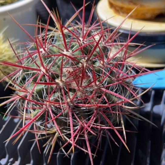 g*陳0729精品小红虎大福利