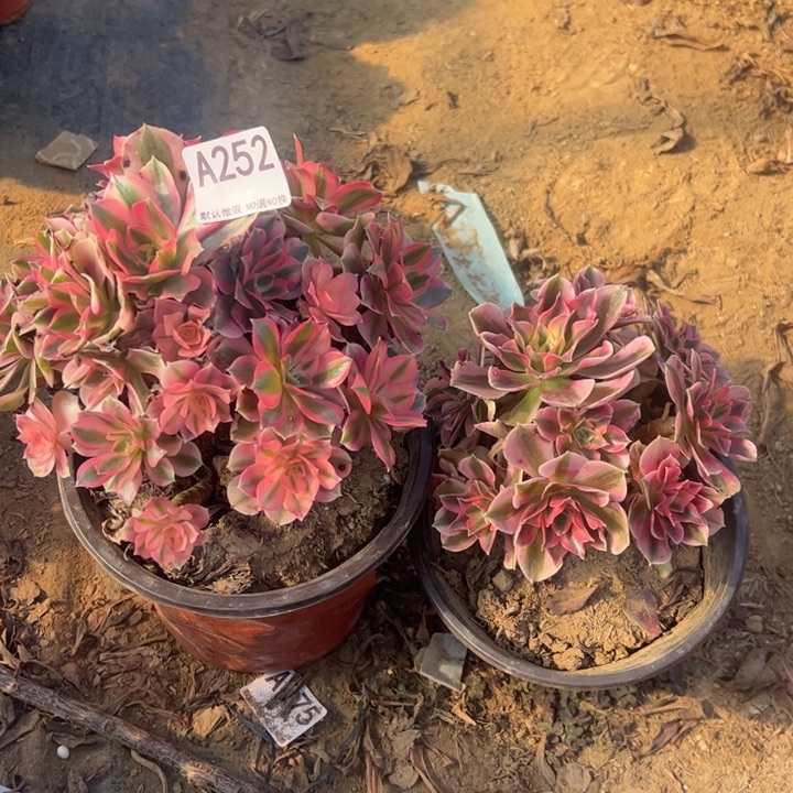 女巫2颗多肉植物252.