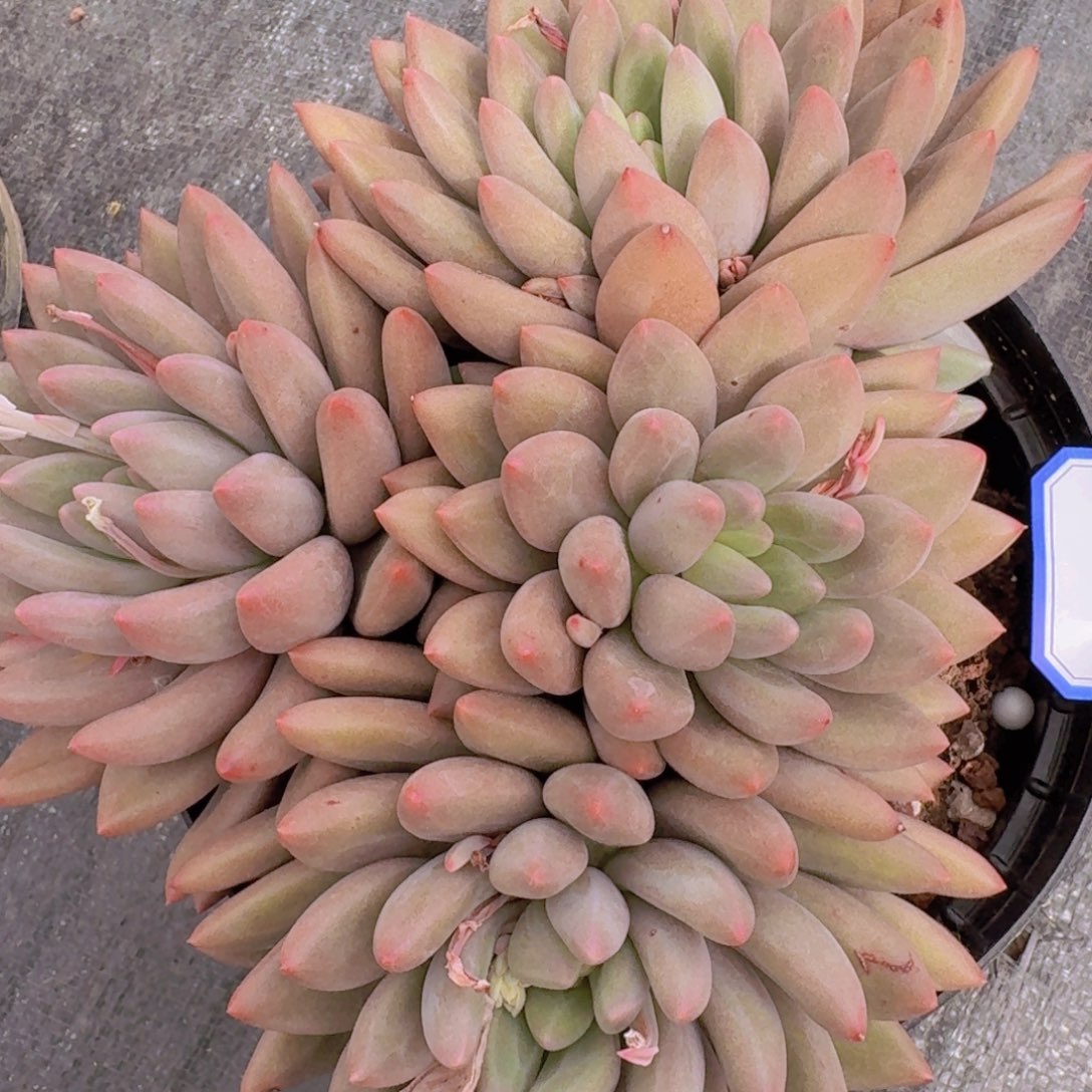 1441红蜻蜓凡艺多肉