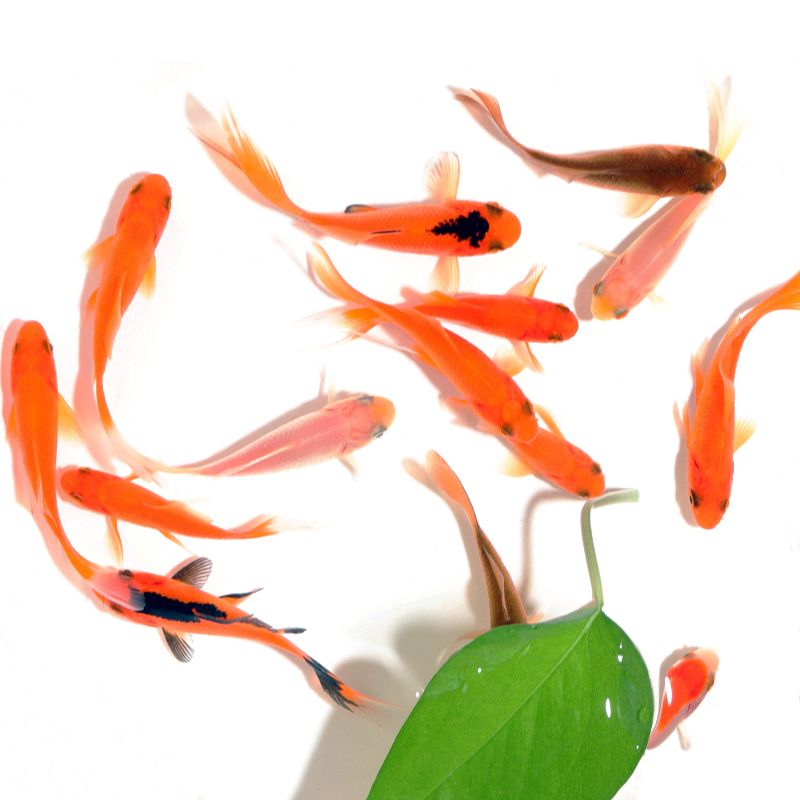 【渔场福利】05cm-07cm 18条 观赏鱼 草金鱼  淡水冷水  混色搭配 