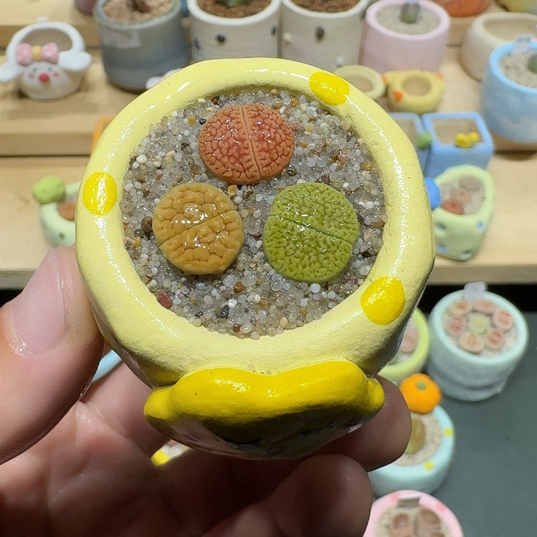 红陶蘑菇615富贵