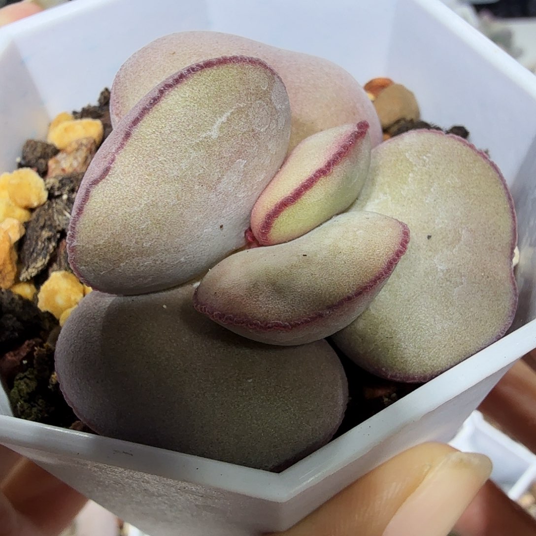 白肌红蛋水泡多肉植物