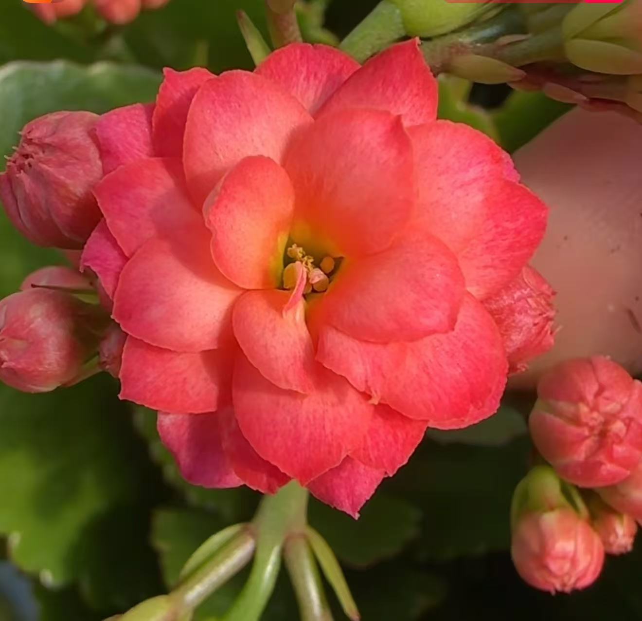 铂金 长寿花 140#盆一盆三棵原盆原土带花苞