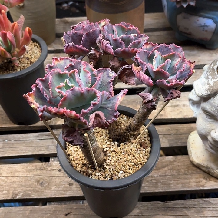 多肉植物，舞会红群