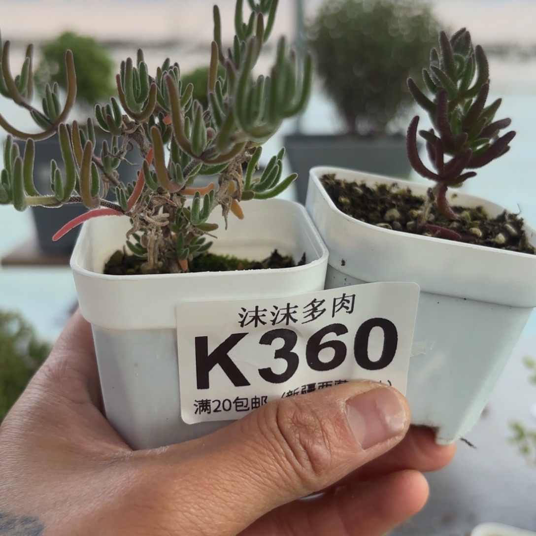 360花烟和狐尾组合