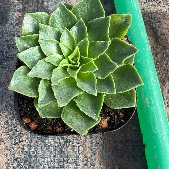 可****山地玫瑰秋夕玫瑰