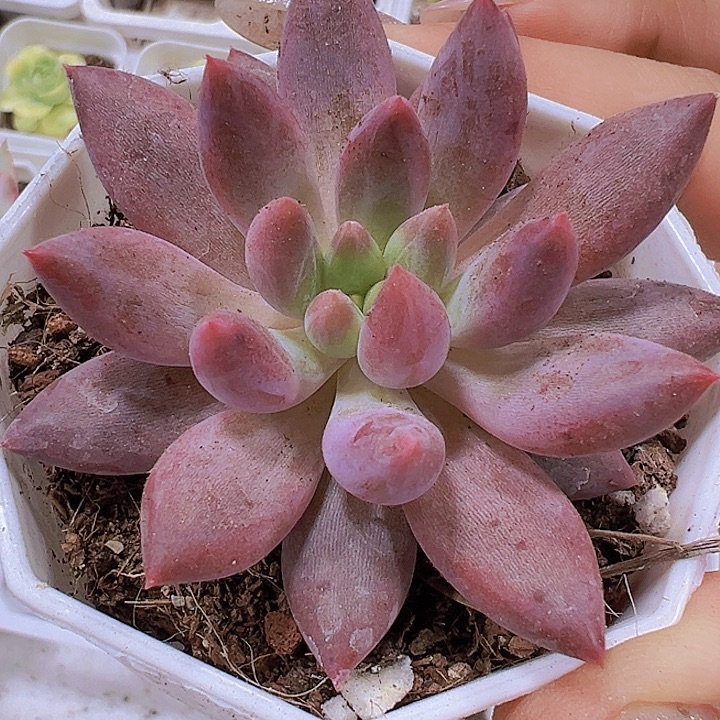 水晶球19包邮多肉植物