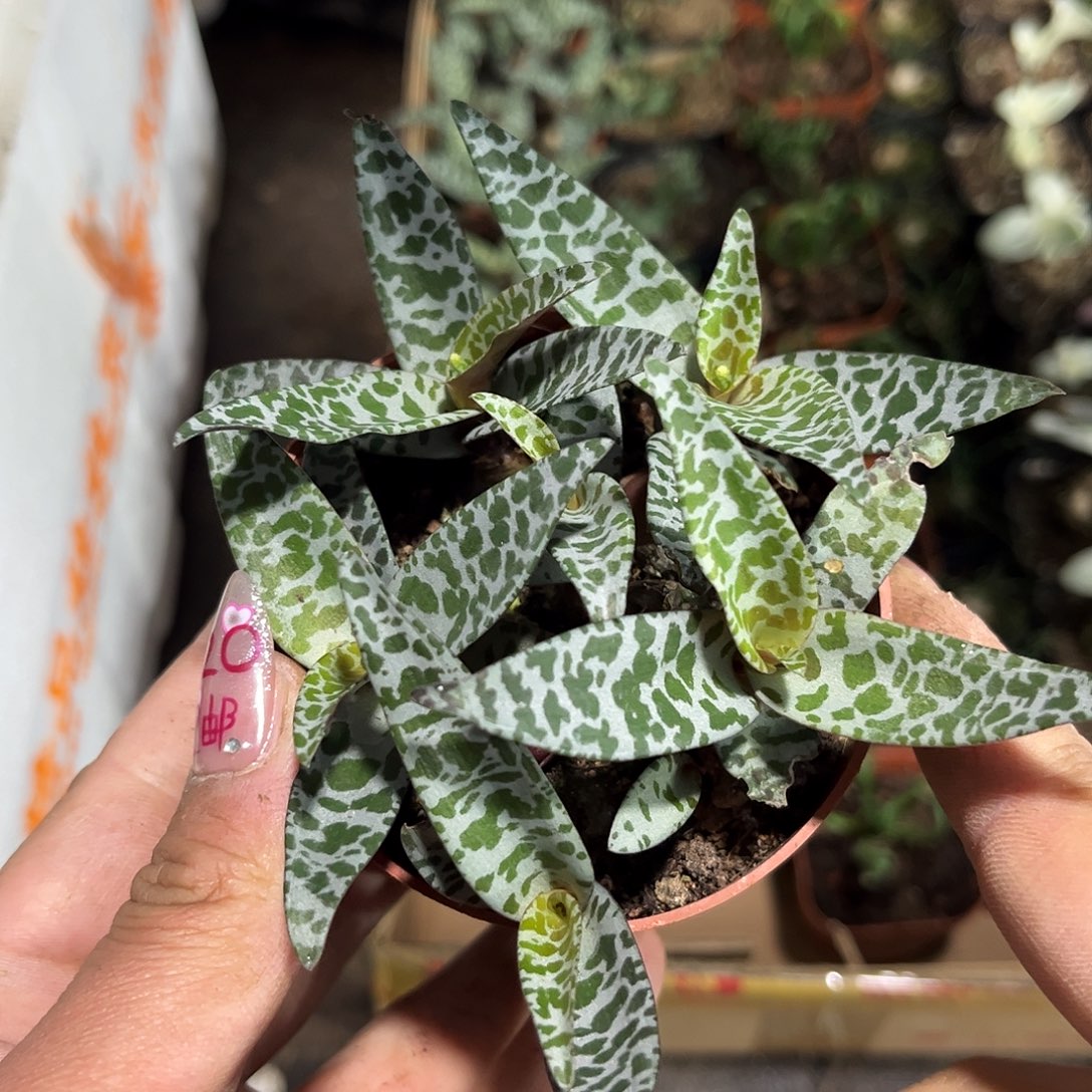 油点群生有根发货