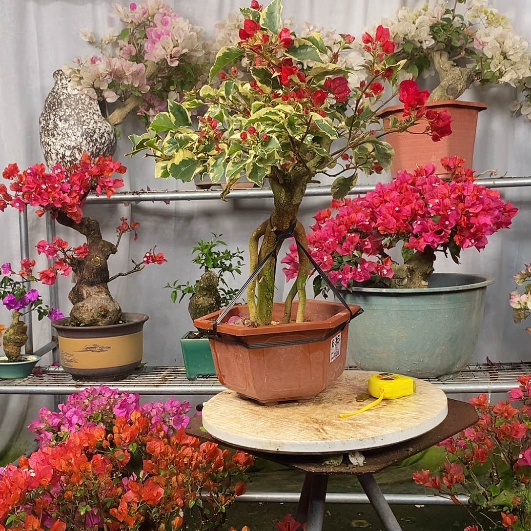 红陶媚*花叶红一物一拍