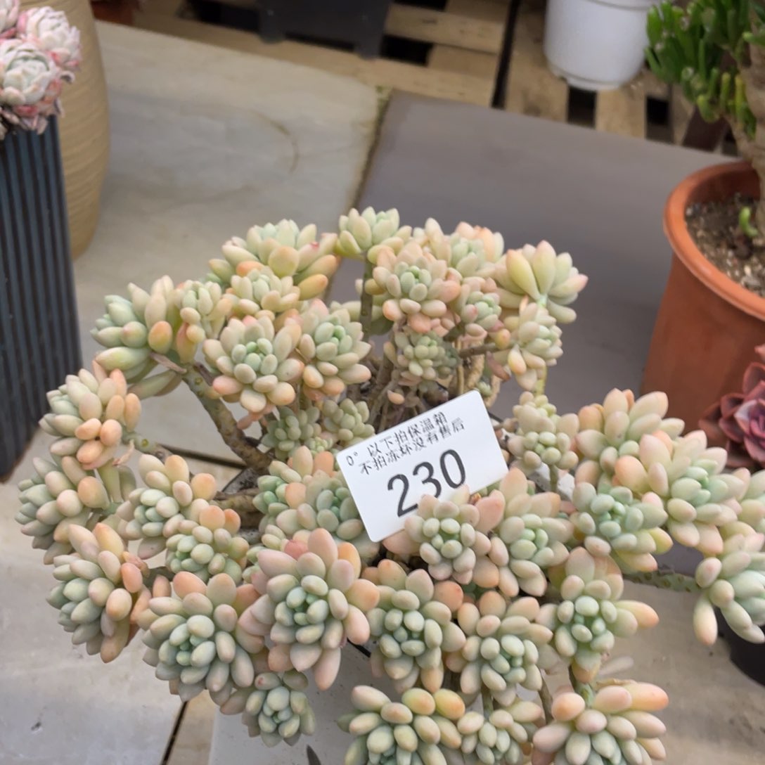 黑大帅多肉230玉子酱