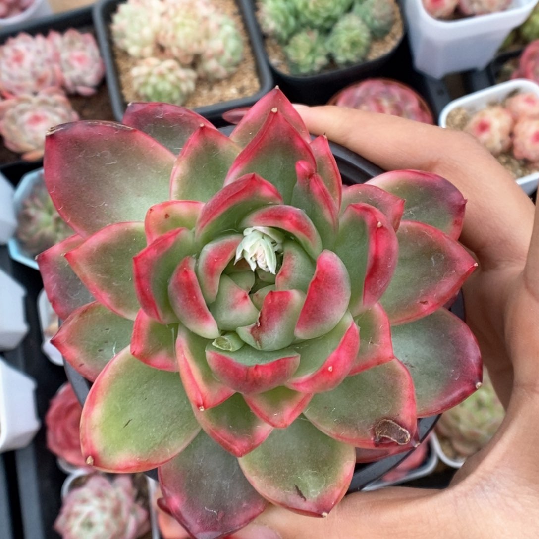 水晶珍妮锦可拍。      