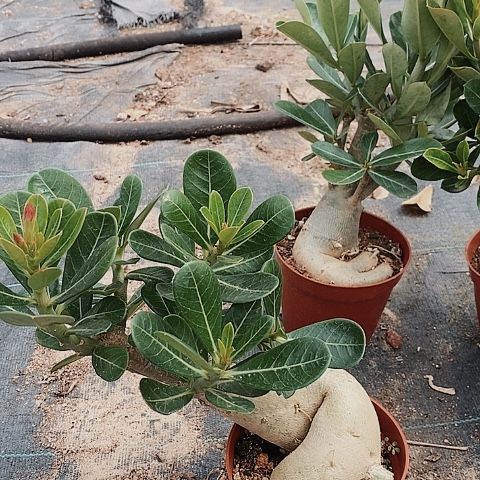 【闪购商品】正*绿植